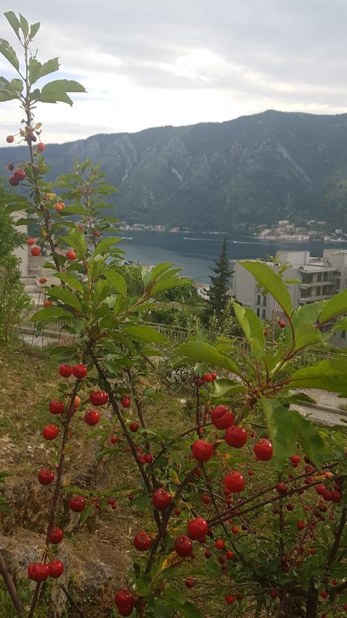 Apartment Jelena Kotor Exterior photo