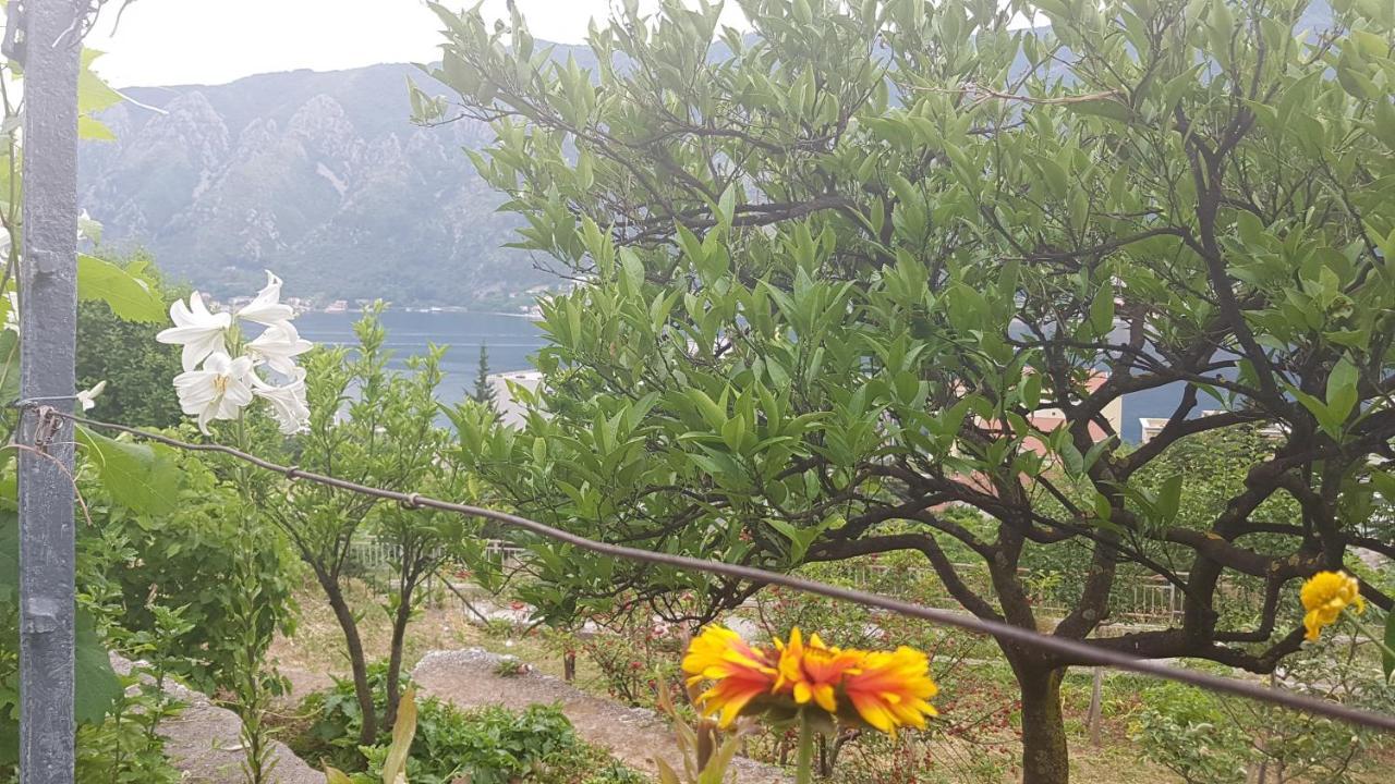 Apartment Jelena Kotor Exterior photo